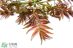 香椿樹的發芽與種植時間