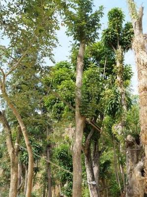 南方林木致富指南 優(yōu)選樹種與種植策略