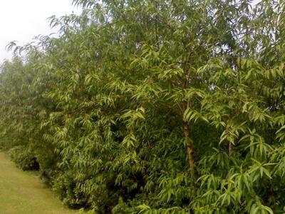 如皋德華草坪苗木園藝 專業綠化苗木與草坪供應基地