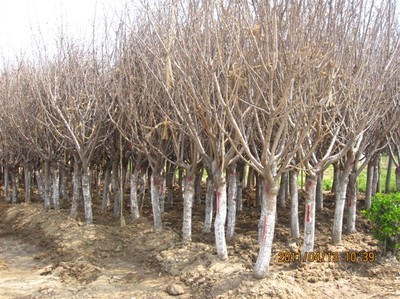 沭陽櫻花供應(yīng)基地 品質(zhì)與價格的完美結(jié)合