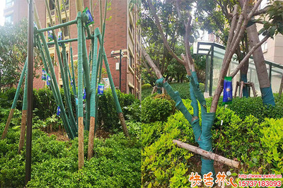 城市綠化營養液選擇指南 哪種更適合您的樹木？