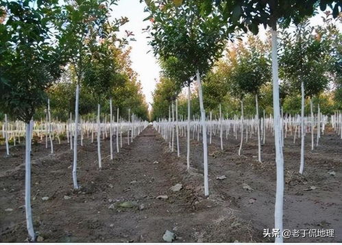 城市里的樹(shù)木為什么要涂白