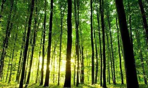 如果地球上的樹(shù)木在一夜間消失