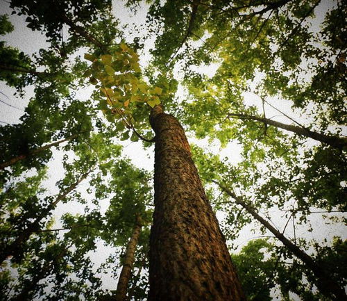 83.2米 中國(guó)最高樹木記錄再刷新，為何全球大樹都難破120米之謎