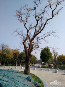 鄭州樹木園出行小心得 與綠意共舞的愜意之旅